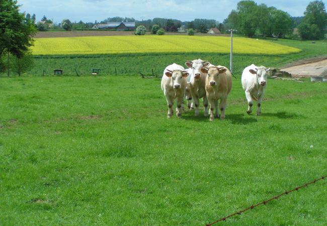 Vaches dans une prairie