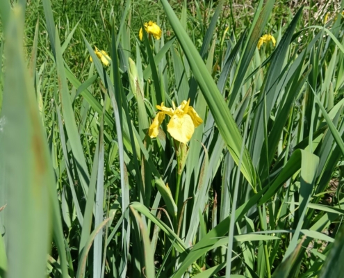 Iris marais de Duclair