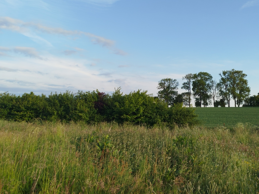 Plantons des haies
