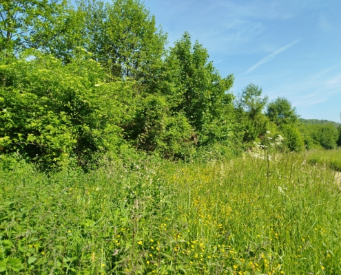 Plantons des haies