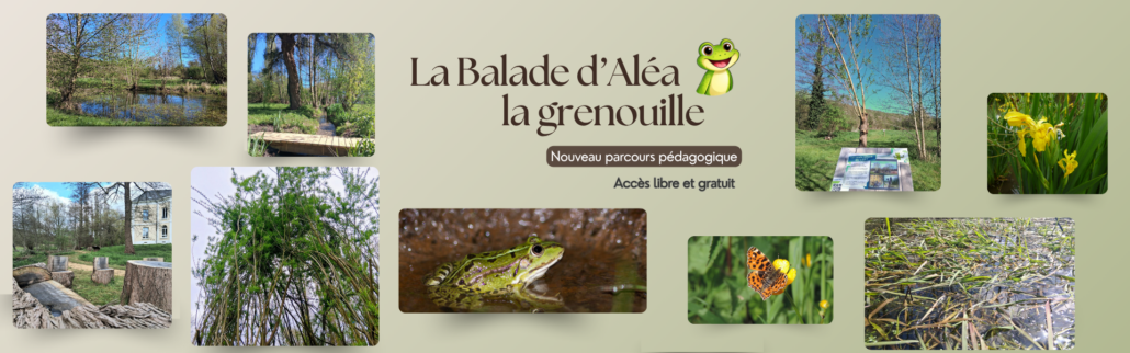Bannière Web Soldes Collection Mode Moderne Vert (1) La balade d'Aléa la grenouille, le nouveau parcours pédagogique , accès libre et gratuit
