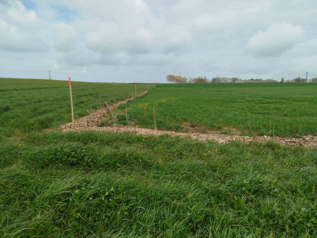 Haie 1 Double haie plantée dans une culture