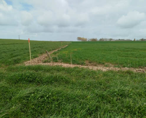 Double haie plantée dans une culture